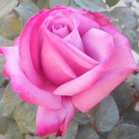 Profile Picture of Andrea Singh (@andrea-singh-10) on Quora