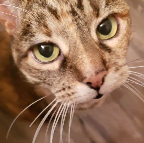 Profile Picture of Meghan Mocharnuk (@meghankezia) on Poshmark