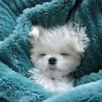 Lauren Paterson - Instagram Profile Picture of Lauren Paterson (@lindarandall11451lac) on Instagram