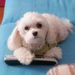 Profile Picture of joanne clemons (@pookiespuppies) on Pinterest