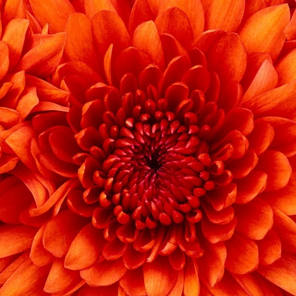 Profile Picture of Darcy Rodriguez (@darcyrod) on Poshmark