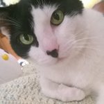 Profile Picture of Chip Chapman (@chipawawawest) on Instagram