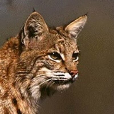 Profile Picture of Stephen Jonson (@Zlashdrive) on Twitter