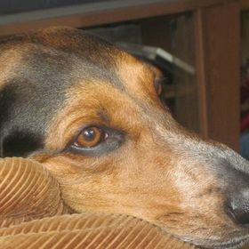 Profile Picture of Lisa Ross Beyor (@beyorl) on Pinterest