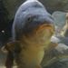 Profile Picture of Gideon Ivan (@gideonivan) on Pinterest