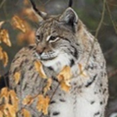 Profile Picture of jean-robert chartonon Twitter