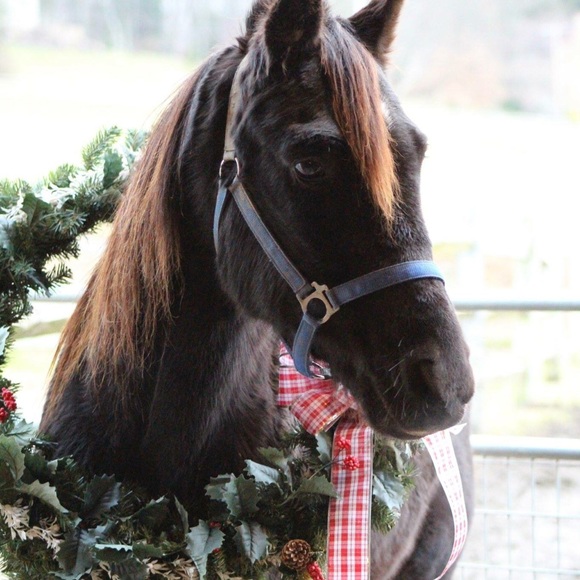 Profile Picture of Diana Serlo (@dserlo) on Poshmark