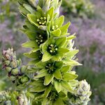 Profile Picture of Carly Melchers (@earthnester) on Instagram