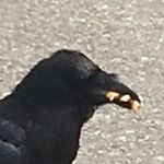 Profile Picture of Jason (@wehdipanter) on Instagram