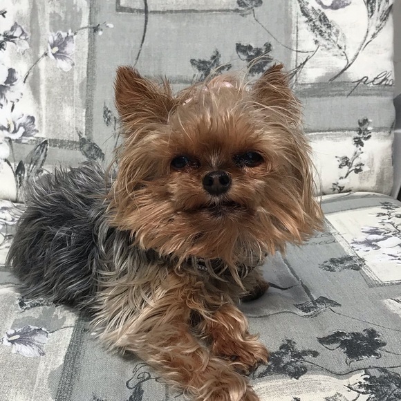 Profile Picture of Rebecca Trenton (@beckyt657) on Poshmark