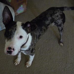 Profile Picture of William Tran (@chinkishy) on Myspace