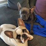 Profile Photo of Frenchie JOY&Blue Lifestyle (@frenchie_joy_blue_lifestyle) on Instagram