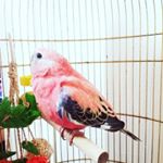 Profile Picture of akikusa (@akikusa3) on Instagram