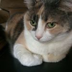 Profile Picture of anne stefanov (@annestefanov) on Instagram