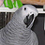 Profile Picture of Donna Mann (@rosie red bottom african grey parrot) on Flickr