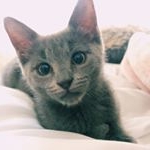 Profile Picture of Ivy the Russian Blue  🐾 (@ivymaerod) on Instagram