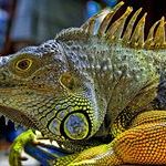 Profile Picture of Christopher Crotty (@christophercrot) on Pinterest