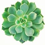 Profile Picture of Oliver Baldwin (@ollies_plants_) on Instagram