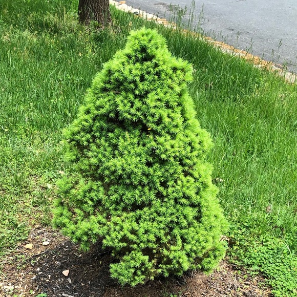 Profile Picture of Ophelia Magnusen (@opheliamagnusen) on Poshmark