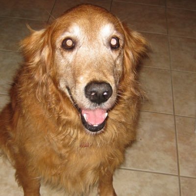 Profile Picture of Rapps (@RappstheBoomer) on Twitter