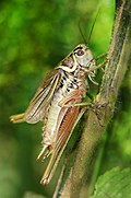 Profile Picture of Roesel's bush-cricketon Wikipedia