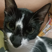 Profile Picture of Amelia Ruiz (@ameliaruiz1511) on Youtube