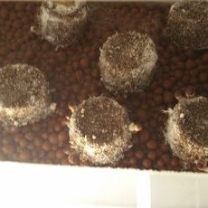 Profile Picture of Chris Pavey (@paveyrific) on Twitter