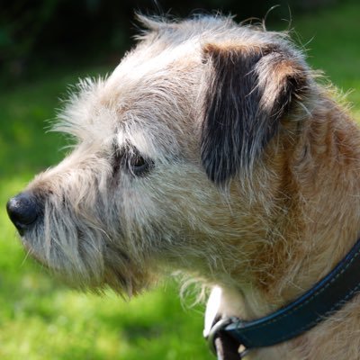 Profile Picture of Carol Page (@BrambleFlowers) on Twitter
