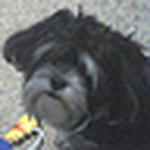 Profile Picture of Jeffrey Black (@blackbuurstralang) on Flickr