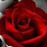 Profile Picture of david maertens (@maertens7403) on Instagram