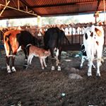 Profile Picture of Enrique higareda zepeda (@enriquehigareda0) on Instagram