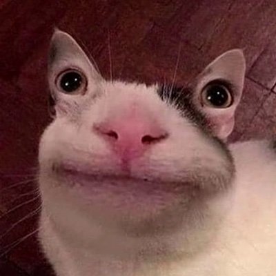 Profile Picture of Josh (@josh_buckingham) on Twitter