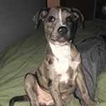 Profile Picture of Barking Alice (@barkingalice) on Instagram
