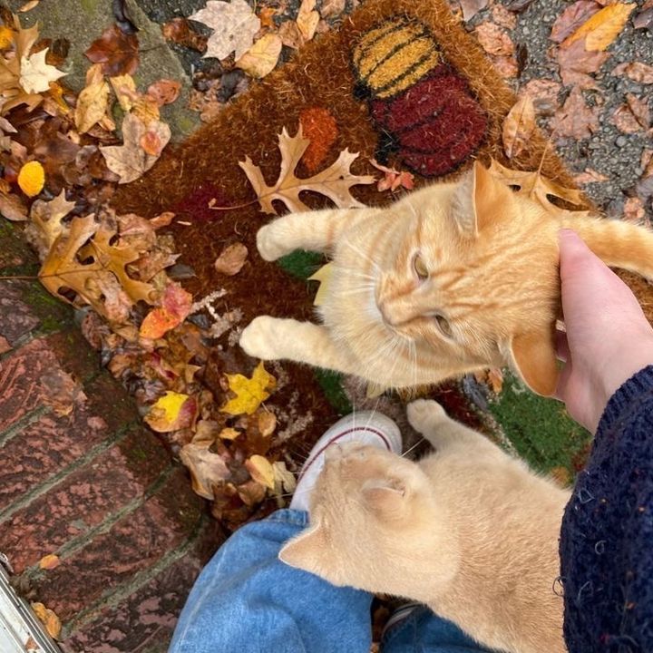 Profile Picture of AmberMaple (@ambermaple0) on Tiktok