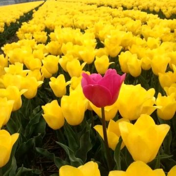 Profile Picture of ester Castillo (@andrecastillo995) on Tiktok