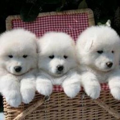 Profile Picture of Laura Carluccio (@CarluccioLaura) on Twitter