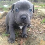 Dennis Darcy the blue staffy - Instagram Profile Picture of Dennis Darcy the blue staffy (@dennis_darcy) on Instagram