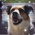 Profile Picture of Jacqueline Brett (@jacqueline.brett.9) on Facebook