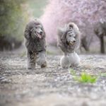 Profile Picture of Armando&Fortuna (@armando_and_fortuna) on Instagram