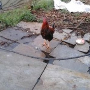 Profile Picture of Scottie Carpenter (@scottiecarpent8) on Twitter