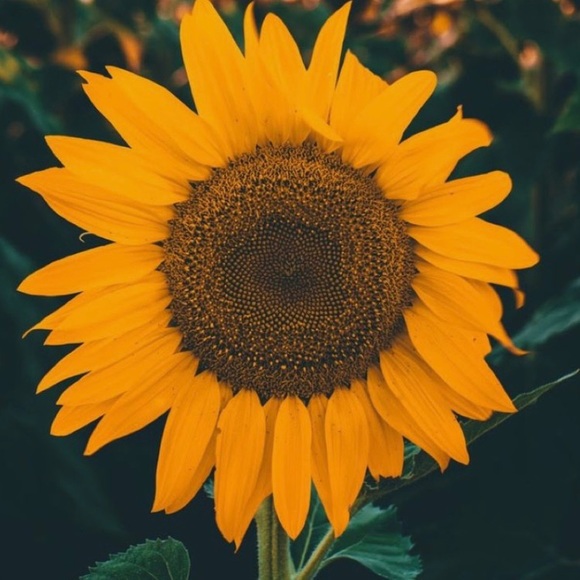 Profile Picture of Whitney Stuckey (@realglobalgirl) on Poshmark