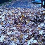 Graham Wilcox - Instagram Profile Picture of Graham Wilcox (@gramwil1) on Instagram