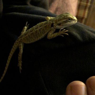 Profile Picture of MaybeChonG420 (@EdmistonZach) on Twitter