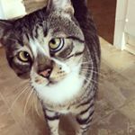 Garfield  Profile Picture of Garfield