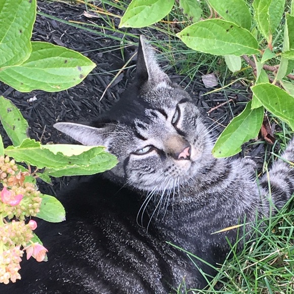 Profile Picture of Nicole Okolowicz (@dqcrazymama) on Poshmark