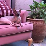 Profile Picture of Emile Jeffrey (@tripmegaballs) on Instagram