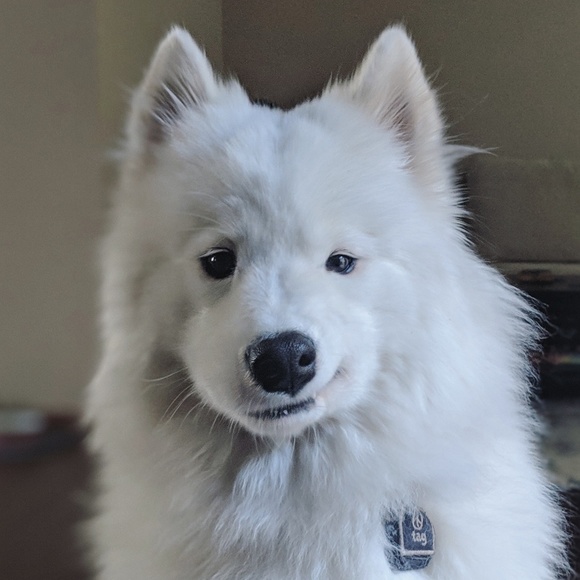 Profile Picture of David Atchison (@coconutthedog) on Poshmark