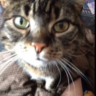 Profile Picture of Peter Fricke (@fidorel) on Twitter