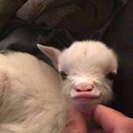 Profile Picture of Alex Presti (@apresti17) on Instagram