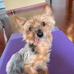 Teddy - Instagram Profile Picture of Teddy (@tongueout_teddy) on Instagram